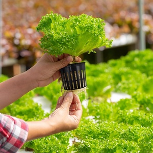 2 Inch Plastic PP Greenhouse Vegetable Lettuce Hydroponic <strong>System</strong> Planting <strong>Net</strong> Pot <strong>Using</strong> in Agricultural Greenhouses - Product Image 4
