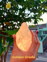 Résine de Damar Gommeuse Dorée Transparente Naturelle Grade ABX Liquide pour Revêtement, Provenant de Lampung, Indonésie, pour Peinture Marine, Parfumerie et Aromathérapie