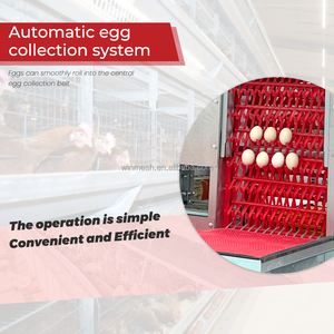 Equipo Avícola Automático Tipo H, Jaulas de Alimentación para Cría de Pollos, Sistema de Baterías para Gallinas Ponedoras Tipo H - Product Image 2
