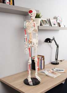 Gelsonlab-Modelo de <span class=keywords><strong>esqueleto</strong></span> humano, <span class=keywords><strong>esqueleto</strong></span> anatómico pintado <span class=keywords><strong>musculoso</strong></span>, modelo de <span class=keywords><strong>esqueleto</strong></span> - Product Image 4