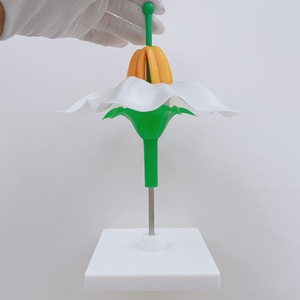 Modelo de enseñanza de biología Modelo anatómico ampliado de estructura de flor de patata Enseñanza de ciencias biológicas - Product Image 5