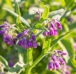 สารสกัดจาก <span class=keywords><strong>comfrey</strong></span> ผงรากอัลคาเนทสารสกัดจากรากยาง - Product Image 3