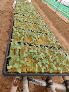 Vassoio di semina durevole <span class=keywords><strong>per</strong></span> canale NFT canale idroponico verdure a foglia sistema di coltivazione agricola verticale - Product Image 5
