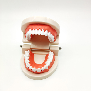 Modelo tipodont de laboratorio Dental, modelo de diente falso, modelos de entrenamiento para cepillo, entrenamiento y práctica - Product Image 2