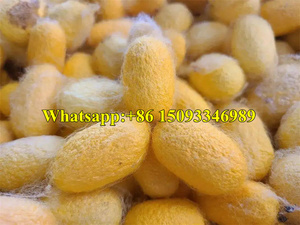 เครื่องม้วนใยไหม/อุปกรณ์ม้วนใยไหม/เครื่องดึงใยไหม - Product Image 5