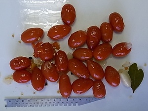 Vente <span class=keywords><strong>en</strong></span> gros de tomates cerises de haute qualité Tomates <span class=keywords><strong>en</strong></span> <span class=keywords><strong>conserve</strong></span>, marinées et <span class=keywords><strong>en</strong></span> <span class=keywords><strong>conserve</strong></span> 720ml - Product Image 4