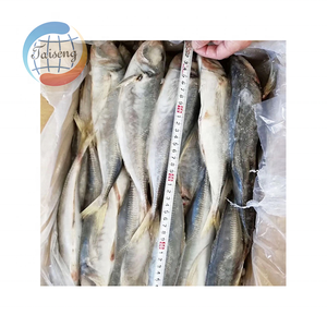 Peixe Scad De Cavala De Cavalo Congelado Do Mar 23CM + Trachurus Trachurus Produto De Peixe De Qualidade Premium - Product Image 5