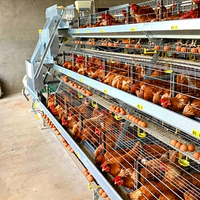 Cage à poulets en batterie pour l'élevage de volailles pondeuses, conception optimisée pour une qualité supérieure, galvanisée à chaud, antirouille, gain de place, Ghana