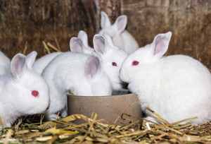Supplément multivitaminé parfaitement formulé pour l'élevage de lapins à viande saine - Product Image 2