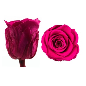 Cabeza <span class=keywords><strong>de</strong></span> Flor Real, Rosa Preservada <span class=keywords><strong>para</strong></span> Siempre, Capullo <span class=keywords><strong>de</strong></span> Rosa Seca, Rosa Eterna <span class=keywords><strong>para</strong></span> <span class=keywords><strong>el</strong></span> Día <span class=keywords><strong>de</strong></span> <span class=keywords><strong>la</strong></span> <span class=keywords><strong>Madre</strong></span>, San Valentín, Graduación, Año Nuevo y Otras Ocasiones - Product Image 3