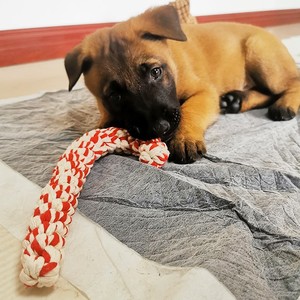 Vente en gros <span class=keywords><strong>de</strong></span> produits pour animaux domestiques Nettoyage des dents Mâcher Durable Coton Corde Jouet Noël Chien Jouets Ensemble - Product Image 6