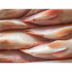 Tilapia <span class=keywords><strong>Roja</strong></span> Congelada Entera Directo de Fábrica MOQ 20 Toneladas para Importadores de África - Product Image 5