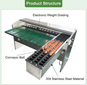 Máquina de clasificación de tamaño de huevo, clasificadora de huevos de acero inoxidable Industrial, venta directa de fábrica, equipo de clasificación de huevos, uso agrícola - Product Image 4