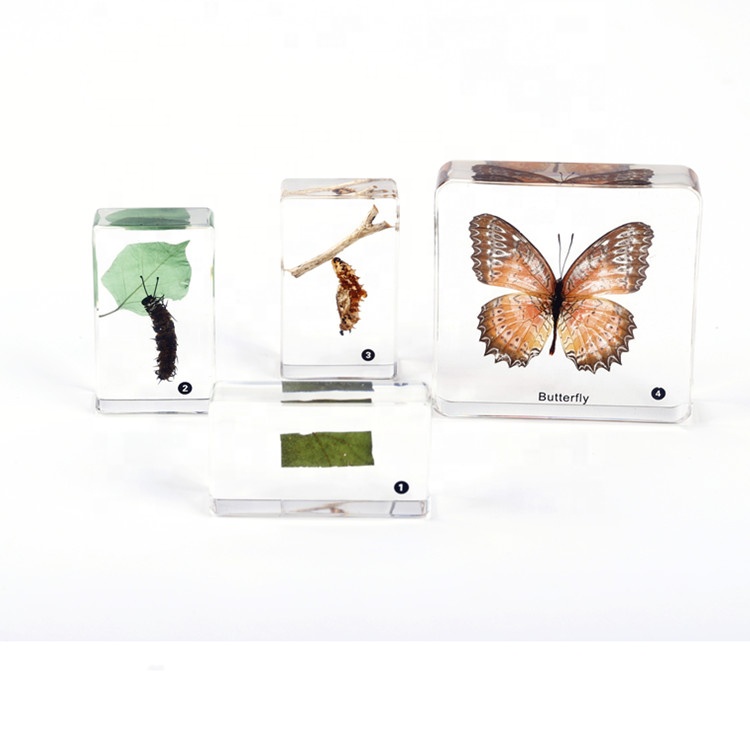 Обучающие образцы из смолы, жизненный цикл образцов насекомых-бабочек