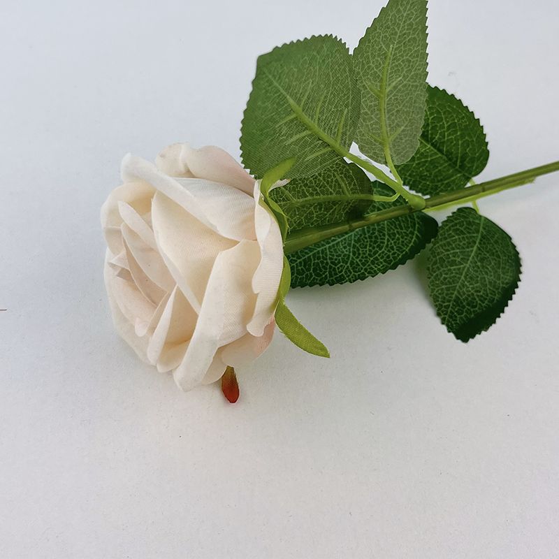 Velvet rose-champagne