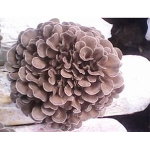 하이 퀄리티 100% 천연 유기농 미타케 버섯 추출물 분말 10:1 20:1 - Product Image 2