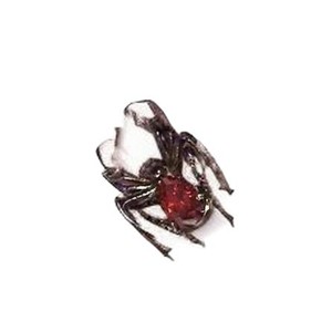 Vintage Goth Spider Web Hoop <b>Earrings</b> for Women Men Punk Red Crystal Water Drop Pendant <b>Earrings</b> Party Fashion Jewelry Y2K Gift - Product Image 6