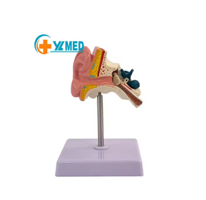 Anatomical Ear Model 3D Medical <b>Silicone</b> Educational <b>Tool</b> for Teaching Human Anatomy 12cm Base 9cm Height - Product Image 2