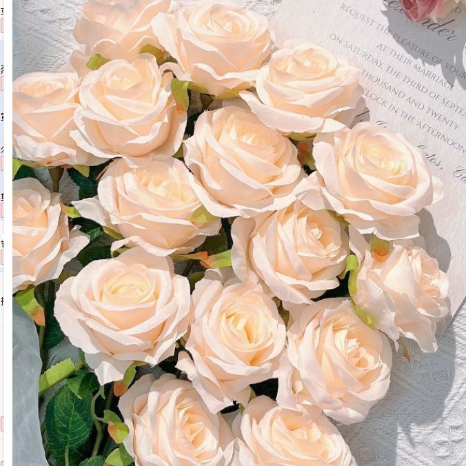 Ins rosa sfumato fresco [colore champagne]