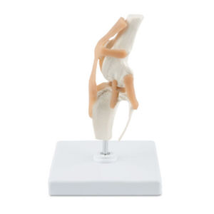 Modèle anatomique d'articulation de genou <span class=keywords><strong>canin</strong></span> en PVC grandeur nature pour la formation d'anatomie de chien dans les écoles vétérinaires, les cliniques et les écoles de médecine - Product Image 5