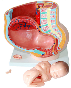 Modèle anatomique <span class=keywords><strong>de</strong></span> <span class=keywords><strong>grossesse</strong></span> <span class=keywords><strong>de</strong></span> section pelvienne féminine humaine modèle <span class=keywords><strong>de</strong></span> fœtus bébé <span class=keywords><strong>de</strong></span> neuf <span class=keywords><strong>mois</strong></span> taille réelle avec organes amovibles 4 parties - Product Image 2