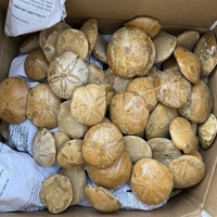 Prix de gros Nouvelle Arrivée Pierres minérales de guérison Fossile d'étoile de mer pour la décoration