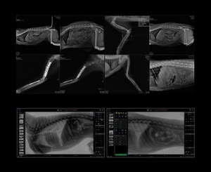 Máquina de Rayos <span class=keywords><strong>X</strong></span> Digital de Alta Calidad para Uso Veterinario, Precio Bajo, para Perros y Gatos - Product Image 5