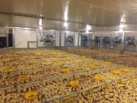 Fermes avicoles préfabriquées Hangar pour poulets Canard Cochon Vache Volaille Hangar pour porcs personnalisé Conception de bâtiment de ferme Semie Cheval Ferme Maison Écurie