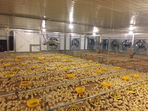 ฟาร์มสัตว์ปีก prefab โรงเลี้ยงไก่เป็ดหมูวัวโรงเก็บของออกแบบอาคารฟาร์ม - Product Image 3