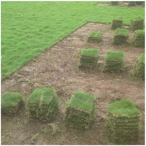 Equipement de pelouse Coupeur de gazon Tondeuse <span class=keywords><strong>à</strong></span> gazon <span class=keywords><strong>à</strong></span> essence - Product Image 4