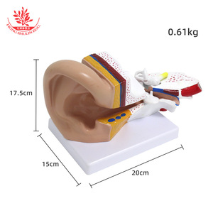 Modèle d'anatomie de l'oreille pour table ; modèle d'oreille humaine à grossissement 3x ; anatomie d'organe humain en 2 parties détachables. - Product Image 2