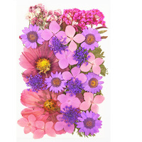 1 boîte de fleurs séchées naturelles à pression, matériel de maquillage, étui de téléphone, DIY