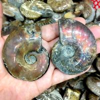 Vente en gros Flash arc-en-ciel naturel, spécimen fossile de conque d'ammonite de Madagascar pour la décoration de la maison