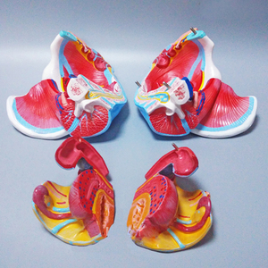 Modello di anatomia pelvica femminile con nervi genitali e vascolari per l'insegnamento e la formazione medica - Product Image 6