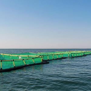 HDPE/jaula de red de peces flotante de nailon 100% PE trampa de acuicultura cuadrada para el lago <span class=keywords><strong>Victoria</strong></span> Tilapia agricultura en África lago <span class=keywords><strong>Victoria</strong></span> - Product Image 3