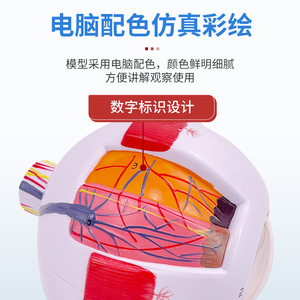 Modelo anatómico de globo ocular humano de alta gama para uso profesional, características faciales, oftalmología, estructura anatómica del ojo, con etiquetado. - Product Image 5