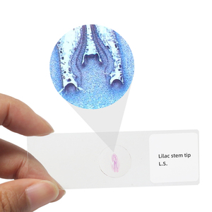 Punta del gambo lilla L.<span class=keywords><strong>S</strong></span>. Vetrini per microscopio con taglio a strappo vetrini per microscopio da laboratorio attrezzature didattiche da laboratorio - Product Image 2