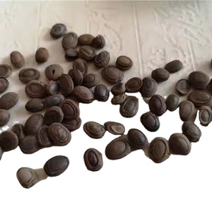 Bezoar de Mono Rhesus (Hou Zao) Seco, Crudo y Entero para Uso Tradicional como Hierba Medicinal - Product Image 1