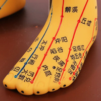 Modèle d'entraînement à l'acupuncture chinoise, mannequin d'exercice d'acupuncture médicale avec muscles