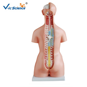 Modèles de torse androgyne de 85 cm (23 pièces), modèles d'anatomie des organes internes détachables, aides pédagogiques médicales en PVC. - Product Image 2