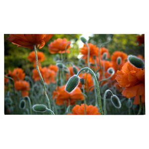 LM270WR8-SSC1 IPS LCD โมดูล27.0นิ้ว3840*2160 UHD ส่วนลด163PPI จอ LCD สำหรับเดสก์ท็อป - Product Image 1