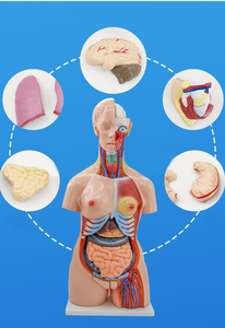 Modèle de corps humain de torse neutre en PVC écologique de 85 cm, modèle d'anatomie intelligent à double sexe interchangeable de luxe, sciences médicales - Product Image 2