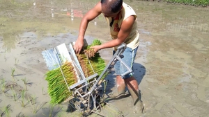 Trasplantadora de Arroz Manual Portátil, Pequeña Máquina para Plantar Arroz, Precio Económico, para Filipinas, India, Vietnam - Product Image 3