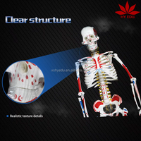 Modelo de Esqueleto de Ciencias Médicas de 85 cm con Músculos Pintados de Doble Cara (Orígenes en Rojo e Inserciones en Azul)