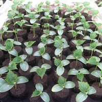 Pellets de tourbe pour pépinière, pour la plantation de fleurs de jardin, agriculture, bloc de terre verte pour la culture de semis