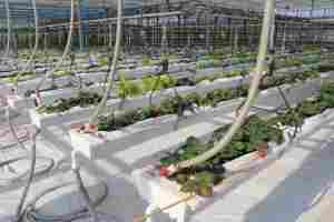 Système de culture en <span class=keywords><strong>gouttière</strong></span> suspendue réglable pour serre polytunnel, <span class=keywords><strong>gouttière</strong></span> en acier pour culture en substrat pour fraises - Product Image 4