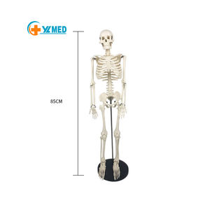 Modelo de <span class=keywords><strong>Esqueleto</strong></span> <span class=keywords><strong>Humano</strong></span> de PVC de 85 cm de Altura para Ciencias Médicas, Material de PVC, <span class=keywords><strong>Huesos</strong></span> Blancos, Imagen Clara e Intuitiva de los <span class=keywords><strong>Huesos</strong></span> - Product Image 1