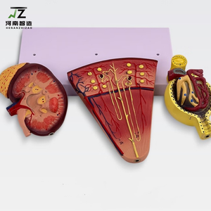 Modèle d'anatomie humaine de haute qualité du rein et du néfroome gloméral - Product Image 3