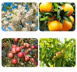 Chlorure de Chlormequat Organique Haute Pureté Régulateur de Croissance des Plantes 98%TC 50%AS Sûr pour les Cultures Comestibles - Product Image 6