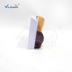 Modèle d'organes abdominaux humains ; modèle anatomique du foie, de la vésicule biliaire, du pancréas, de l'estomac et du duodénum ; aide pédagogique détachable. - Product Image 2